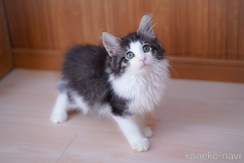 成約済の愛知県のノルウェージャンフォレストキャット-101458の11枚目